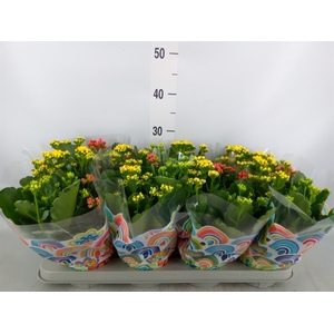 Kalanchoe blos.   ..rosebud mix/pot