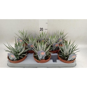 Haworthia fasciala 'Alba'