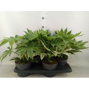 Fatsia japonica 'Variegata'