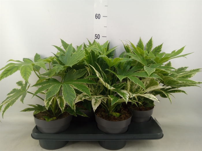 <h4>Fatsia japonica 'Variegata'</h4>
