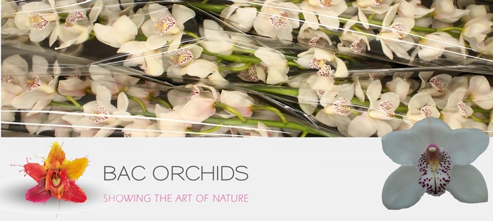 <h4>CYMB T VENEZIA</h4>