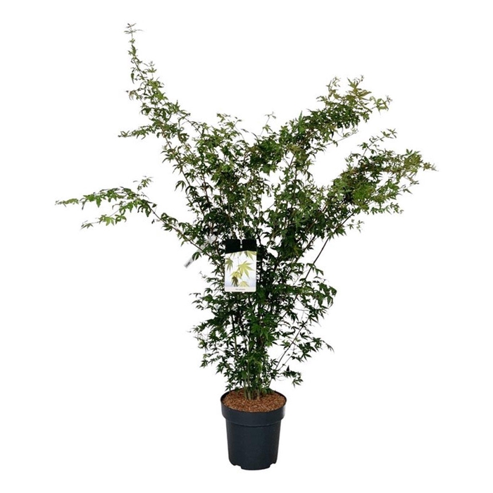 <h4>Acer palmatum</h4>