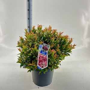 Leucothoe axillaris Zeblid