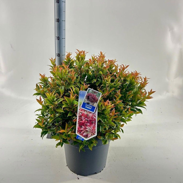 <h4>Leucothoe axillaris Zeblid</h4>