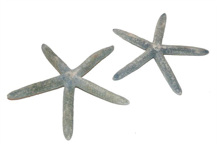 <h4>Zeesterren blauw10 st</h4>