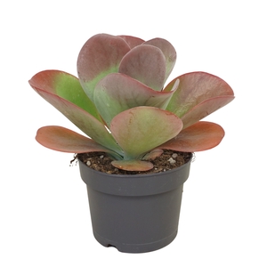 Kalanchoë 17 cm thyrsiflora 'red lips'