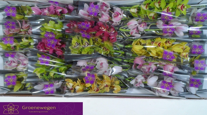 <h4>CYMB MI GEM</h4>