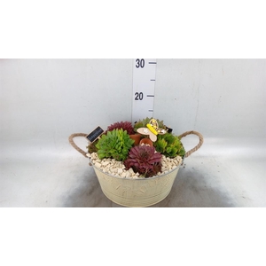 Arr.  Sempervivum L%