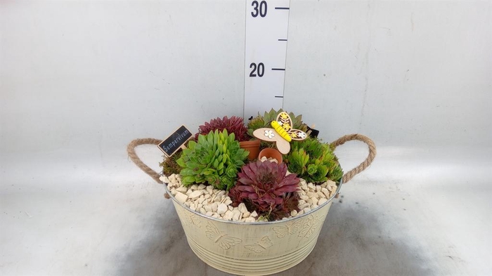 <h4>Arr. Sempervivum L%</h4>