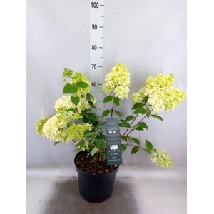 Hydrangea pan.