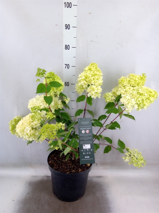 <h4>Hydrangea pan.</h4>