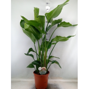 Strelitzia nicolai