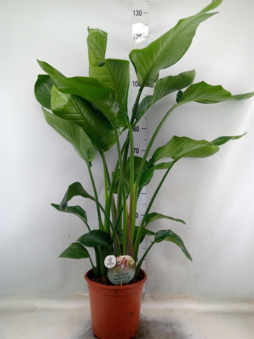<h4>Strelitzia nicolai</h4>