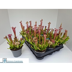 SARRACENIA OV