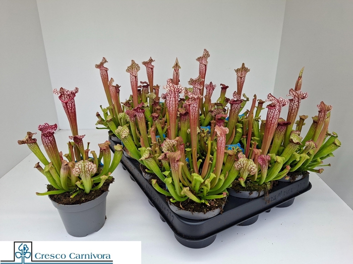 <h4>SARRACENIA OV</h4>