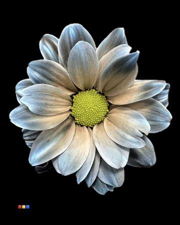 Chr T Kennedy Navy Blue