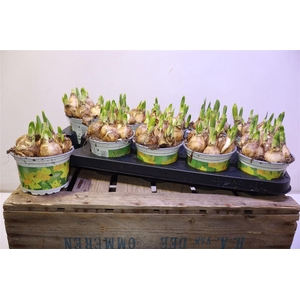 arr8 Narc O Tete A Tete