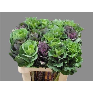 Brassica Ol Gemengd