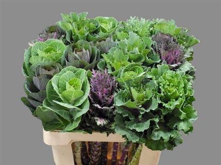 <h4>Brassica Ol Gemengd</h4>