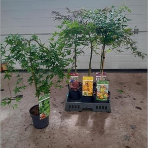 ACER PALMATUM