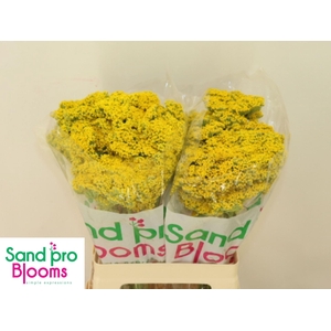 ACHIL PARKERS VARIETY