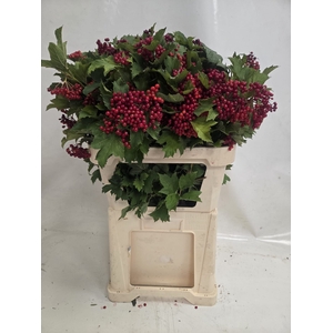 VIBUR OP COMPACTUM