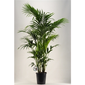 KENTIA - P27 H190 - 12PP (Howea forsteriana)