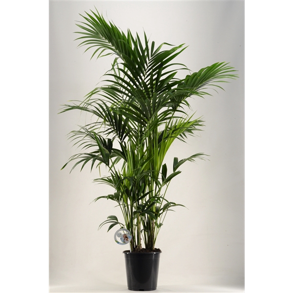 <h4>KENTIA - P27 H190 - 12PP (Howea forsteriana)</h4>