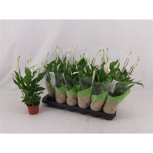 Spathiphyllum 'Chopin'