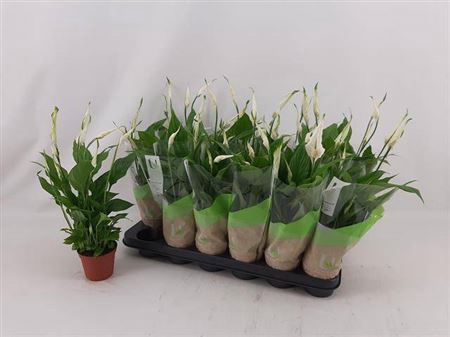 <h4>Spathiphyllum 'Chopin'</h4>