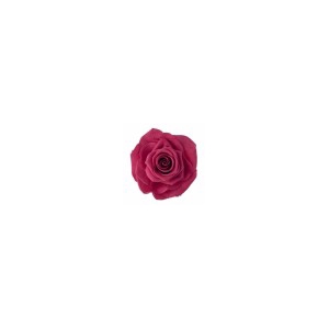 Rose Ines Pink Framboise
