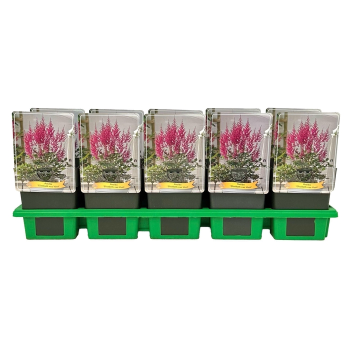 <h4>Astilbe</h4>