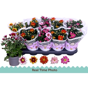 CHRYS GEM 2 KL BLOEM