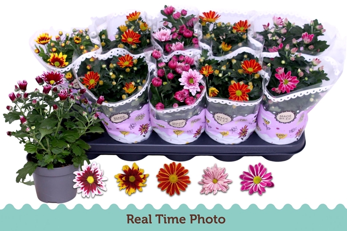 <h4>CHRYS GEM 2 KL BLOEM</h4>