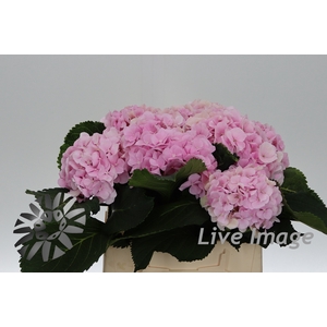 Hydrangea verena