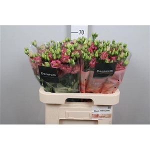 Eus G Elece Retro Rose