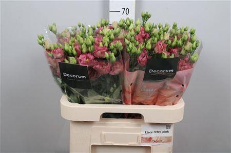 <h4>Eus G Elece Retro Rose</h4>