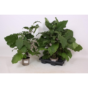 AUBERGINE PLANTEN
