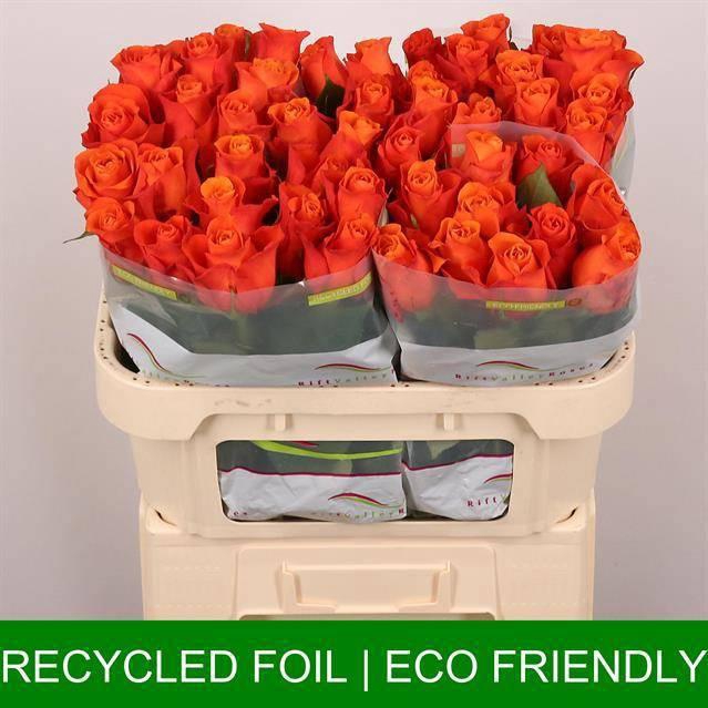 <h4>R GR ORANGE WAVE</h4>