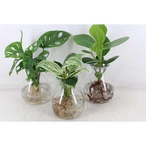 arr3 VDE - Kingston glas x3