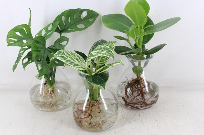 <h4>arr3 VDE - Kingston glas x3</h4>