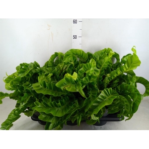 Asplenium antiquum 'Hurricane'
