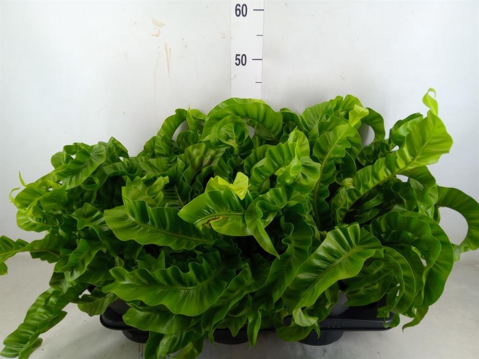 <h4>Asplenium antiquum 'Hurricane'</h4>