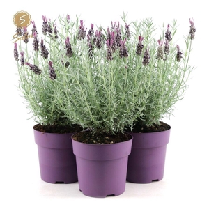 Lavandula st. 'Anouk Silver'® P15