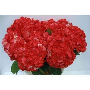 Hydr M Therese Red Tinted