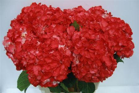 <h4>Hydr M Therese Red Tinted X12</h4>