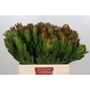 Leucadendron Goldstrike