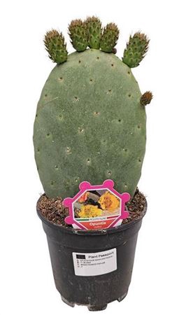 <h4>Opuntia Ficus Indica</h4>