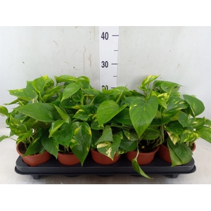 Epipremnum pinn. 'Aureum'