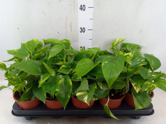 <h4>Epipremnum pinn. 'Aureum'</h4>